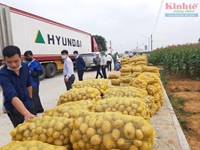 Hiệu quả từ mô hình sản xuất khoai tây gắn với liên kết tiêu thụ