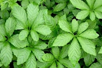 Nghiên cứu nhân nhanh Giảo cổ lam Gynostemma Pentaphyllum thunb  Makino bằng giâm cành trên hệ thống khí canh