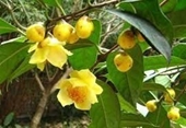 Nhân nhanh giống trà hoa vàng Tam Đảo Camellia tamdaoensis Ninh et Hakoda bằng giâm cành trên hệ thống khí canh