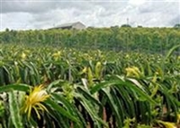 Hiệu quả từ mô hình sử dụng chế phẩm sinh học