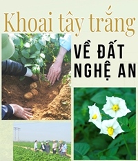 Khoai tây trắng về đất Nghệ An