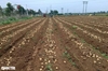 Giá khoai tây tăng, đầu năm nông dân bỏ túi hàng chục triệu đồng