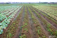 Nghệ An Mưa xối xả khiến nhiều diện tích hoa màu chìm trong nước