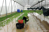 Nghệ An Mưa xối xả khiến nhiều diện tích hoa màu chìm trong nước