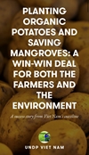 PLANTING ORGANIC POTATOES AND SAVING MANGROVES A WIN-WIN DEAL FOR BOTH THE FARMERS AND THE ENVIRONMENT