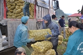 Nông dân Sỹ Bình được mùa khoai tây, phấn khởi đón Tết
