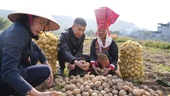 Ở nơi này của Quảng Ninh nông dân đang đào lên một loại củ ngon, hễ bán là được giá tốt