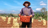 Du học dang dở, 9x về quê làm nông nghiệp thu tiền tỷ