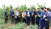 KẾT QUẢ ĐÁNH GIÁ CÁC MÔ HÌNH SẢN XUẤT NGÔ NẾP THUỘC DỰ ÁN KHUYẾN NÔNG TRUNG ƯƠNG TẠI HÀ NỘI VÀ HẢI DƯƠNG