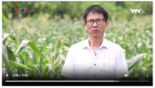 Lạ miệng loại bắp có thể ăn sống