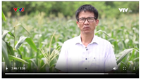 Lạ miệng loại bắp có thể ăn sống