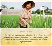80 năm cây lúa Việt Nam từ nạn đói năm 1945 đến hạt gạo ngon nhất thế giới