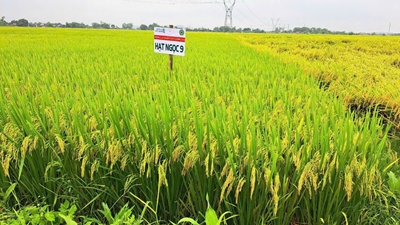 Kết quả sản xuất thương phẩm giống lúa mới Hạt Ngọc 9 tại thành phố Hải Phòng