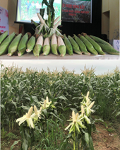 KẾT QUẢ ĐÁNH GIÁ MÔ HÌNH SẢN XUẤT GIỐNG NGÔ NẾP VNUA16 TẠI HẢI PHÒNG NĂM 2025