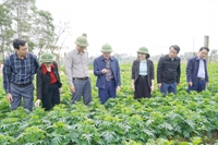 Phó Chủ tịch UBND tỉnh Lê Văn Bảo kiểm tra tiến độ sản xuất vụ Đông Xuân 2025 - 2026 trên địa bàn tỉnh