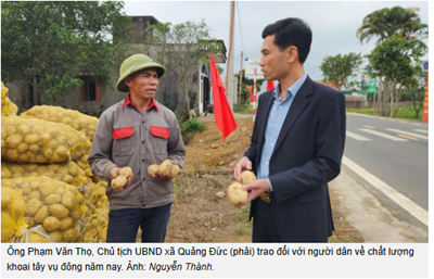 Khoai tây Atlantic bén rễ đất Quảng Đức