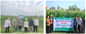 KẾT QUẢ XÂY DỰNG MÔ HÌNH SẢN XUẤT THƯƠNG PHẨM GIỐNG NGÔ NẾP VNUA16 TẠI HẢI DƯƠNG NĂM 2024