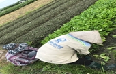 Phân công lao động giữa phụ nữ và nam giới trong hoạt động trồng rau an toàn Nghiên cứu trường hợp tại Xã Vân Hội – Tam Dương – Vĩnh Phúc