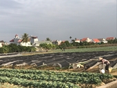Nghiên cứu rủi ro trong sản xuất rau an toàn tại xã Văn Đức, Gia Lâm, Hà Nội