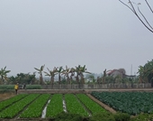 Một số kênh tiêu thụ rau an toàn Nghiên cứu trường hợp tại xã Vân Hội - Tam Dương - Vĩnh Phúc