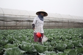 Mạng lưới cung ứng nông sản tại Việt Nam