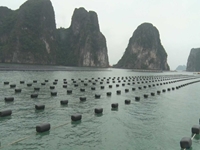 Seminar Khoa học “Chuyển đổi vật liệu nổi trong nuôi trồng thuỷ sản tại xã Bản Sen, huyện Vân Đồn, tỉnh Quảng Ninh”