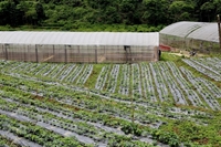 Seminar Khoa học “Thực trạng và giải pháp phát triển cây dược liệu gắn với bảo vệ rừng tỉnh Lào Cai”