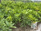 Vai trò của sản xuất kinh doanh cây giống đối với thu nhập của hộ gia đình
 Nghiên cứu trường hợp tại Thị Trấn Trâu Quỳ - Gia Lâm – Hà Nội