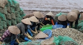 Từ bãi triều đến chính sách Câu chuyện người lao động nuôi ngao