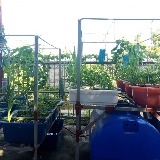 Giới thiệu hệ thống Aquaponics quy mô hộ gia đình