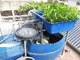 Hệ thống xử lý rác thải sinh hoạt compost tea tích hợp trồng rau và cây cảnh quy mô hộ gia đình
