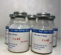 Vắc xin giải pháp cho chăn nuôi và phát triển bền vững ngành chăn nuôi