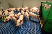 New insights to control PRRS virus