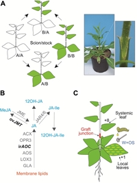 JA but not JA-Ile is the cell-nonautonomous signal activating JA mediated systemic defenses to herbivory in Nicotiana attenuata