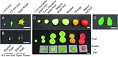 Evaluation of internal control genes for quantitative realtime PCR analyses for studying fruit development of dwarf tomato cultivar Micro-Tom