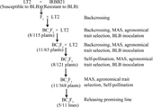 Marker-Assisted Selection of Xa21 Conferring Resistance to Bacterial Leaf Blight in indica Rice Cultivar LT2