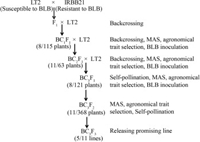 Marker-Assisted Selection of Xa21 Conferring Resistance to Bacterial Leaf Blight in indica Rice Cultivar LT2
