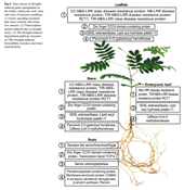 Identification of drought-induced genes in giant leucaena Leucaena leucocephala subsp glabrata