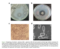 Characterization of collagenase found in the nonpathogenic bacterium Lysinibacillus sphaericus VN3