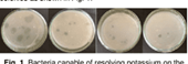 Isolation and Characterization of Potassium Solubilizing Bacteria in some Vietnamese Soil Samples