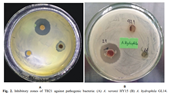 Isolation and evaluation of antimicrobial activity of endophytic actinobacteria from horsetail plant Equisetum diffusum D Don against bacterial disease in aquatic animals