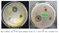 Isolation and evaluation of antimicrobial activity of endophytic actinobacteria from horsetail plant Equisetum diffusum D Don against bacterial disease in aquatic animals