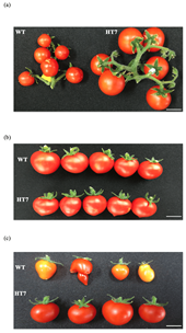 A tomato heat-tolerant mutant shows improved pollen fertility and fruit- T setting under long-term ambient high temperature