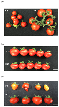 A tomato heat-tolerant mutant shows improved pollen fertility and fruit- T setting under long-term ambient high temperature