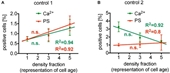 Intracellular Ca 2+ Concentration and Phosphatidylserine Exposure in Healthy Human Erythrocytes in Dependence on in vivo Cell Age