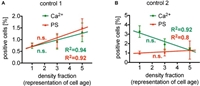 Intracellular Ca 2+ Concentration and Phosphatidylserine Exposure in Healthy Human Erythrocytes in Dependence on in vivo Cell Age