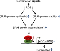 The Auxin Signaling Repressor IAA8 Promotes Seed Germination Through Down-Regulation of ABI3 Transcription in Arabidopsis