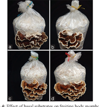 Nutritional requirements for the enhanced mycelial growth and yield performance of Trametes versicolor