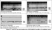Single Nucleotide Polymorphisms of Candidate Genes Related to Egg Production Traits in Vietnamese Indigenous Chickens