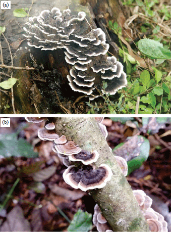 Successful Rescue of Wild Trametes versicolor Strains Using Sawdust and Rice Husk-based Substrate